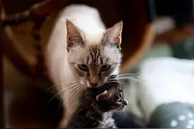 母猫将“幼崽”叼给你，不是因为爱你，还有其他原因图片