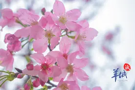 【视频】肇庆春日来信：樱花开了，来七星岩共赴一场“春意盎然”图片