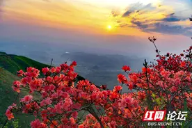 【每日一图@湖南】人间四月芳菲尽，瑶山杜鹃始盛开图片