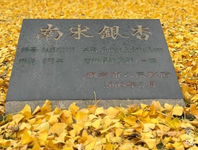 金黄染江南！浙江6大银杏秘境，藏着最温柔的初冬