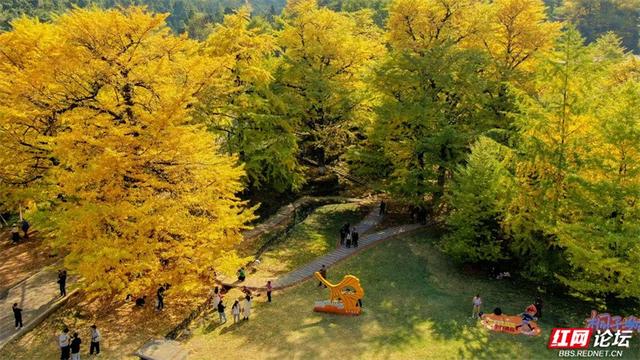 岁暖时刻丨去桐子坳走走：让银杏叶落在肩头，让百年古树的皱纹蹭过掌心