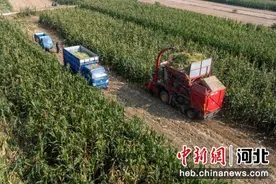 河北定兴49.7万亩玉米迎丰收图片