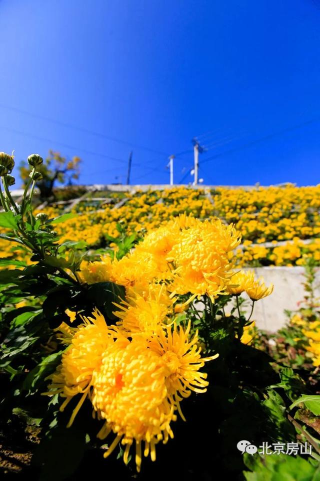 多彩京秋各区巡游 |房山区美翻了！秋日限定~