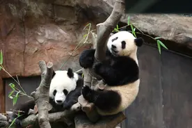 中央赠港大熊猫“盈盈”产下龙凤胎 香港各界齐送祝福图片