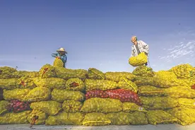 遵化：鲜核桃收购加工外销忙图片
