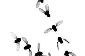 昆虫飞行有何奥秘？国际最新研究揭晓翅膀铰链工作原理图片