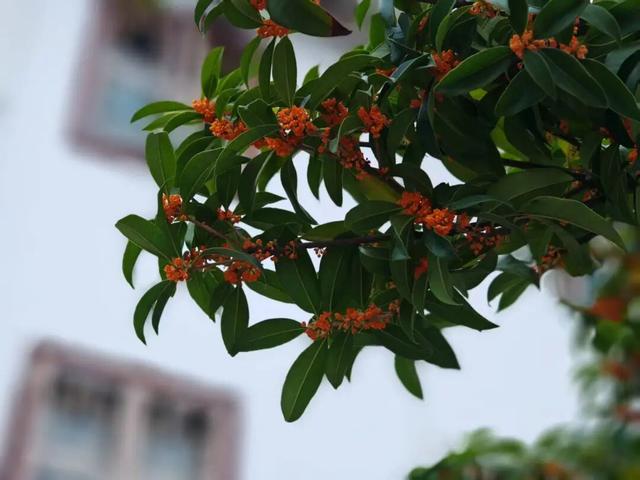 秋意渐浓，桂花灼灼映西坡