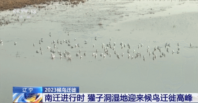 南迁进行时！沈阳法库獾子洞湿地迎来候鸟迁徙高峰图片