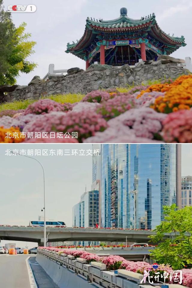 《花开中国》北京篇（上）：岁寒菊香 满城芳华
