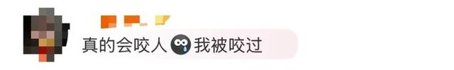 头皮发麻！蟑螂会咬人？专家说……