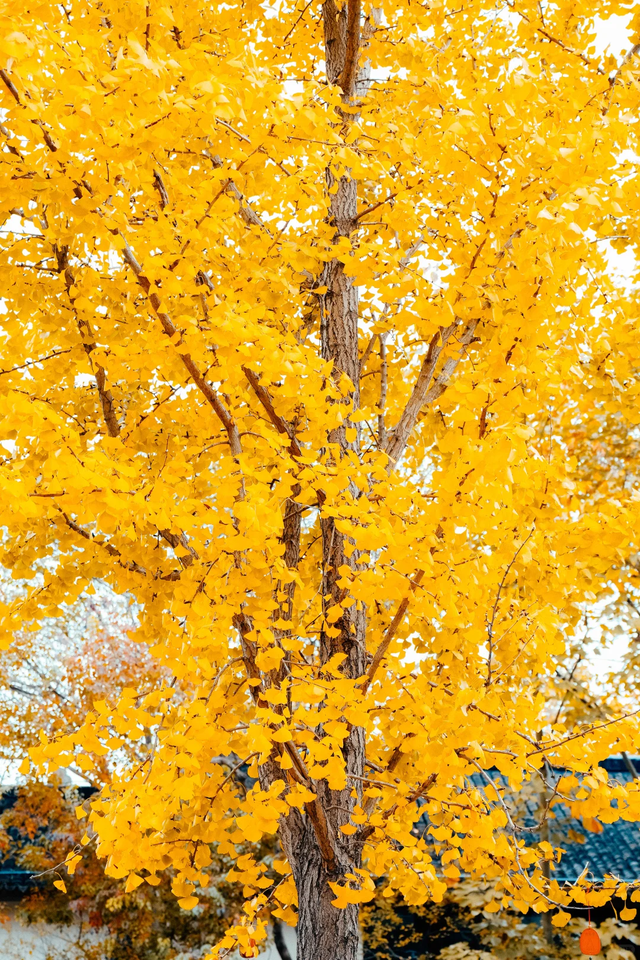 咔嚓~接下来的南湖，金灿灿！