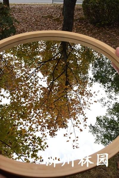 柳州市鹧鸪江桥南休闲绿地迎来最佳观赏期