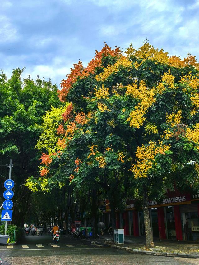 栾树拉开桂林秋色序幕！这些路段、公园可欣赏美景