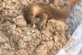 黄鼠狼偷吃村民酒糟，当场醉倒图片