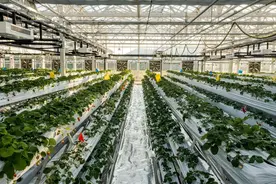 当草莓种植遇上新理念 新农人“孕育好水果”图片