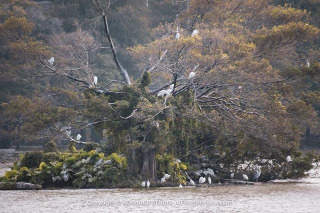 深圳秋日限定：三处落羽杉秘境，邂逅南国绚烂之季