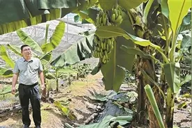 神奇的种子④｜一生都在赛跑的香蕉图片