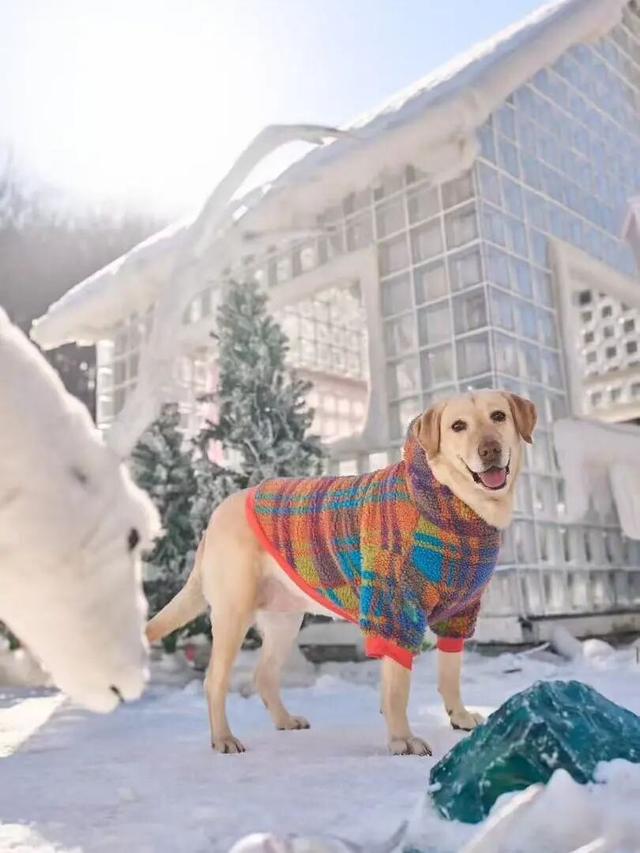 免费申领！白云山冰雪仙境邀您花式玩儿雪！