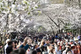 C视觉 | 南京明城墙下樱花盛开 好一幅山水城林春日画卷图片
