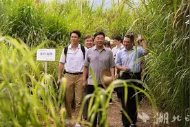 湖北参与拍摄电视剧《幸福草》登陆央视 讲述中国菌草援外感人故事图片