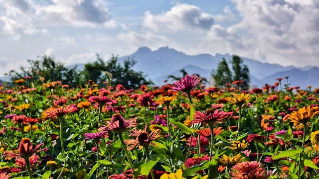 绚烂百日菊，绽放即墨环秀湖