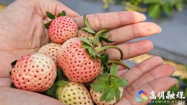 出发！高明遛娃采摘攻略来啦，甜度爆表（附定位）