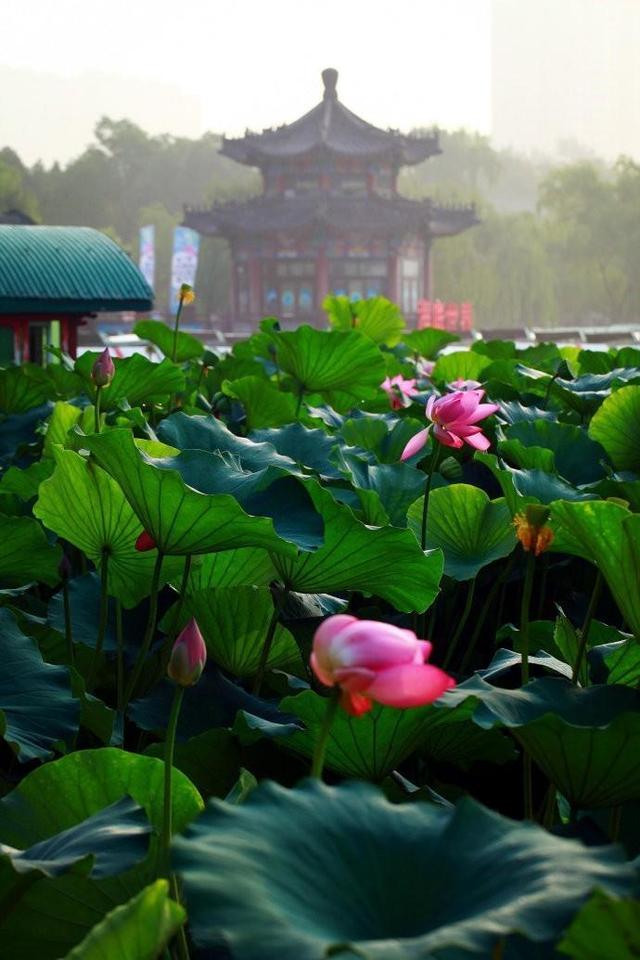 一棵老柳树