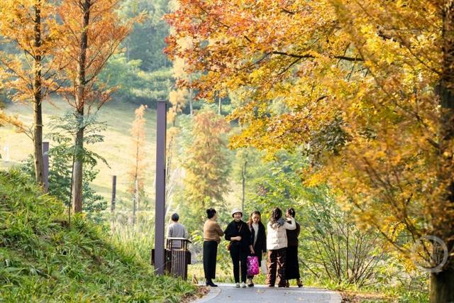 杉林映冬阳 露营拾光暖