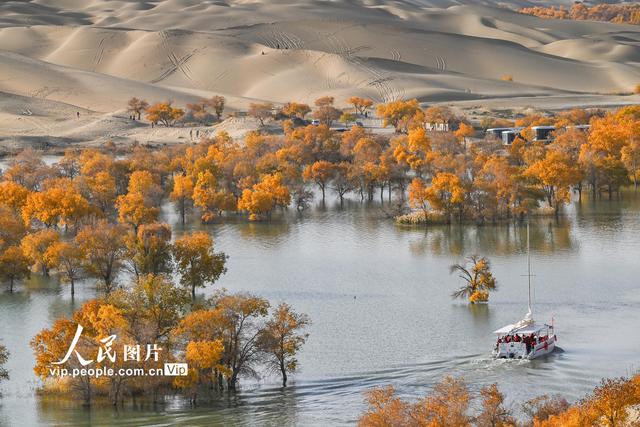 新疆尉犁：大漠胡杨醉游人