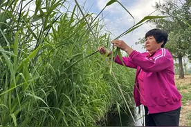 “穿针引叶”不用线，瞧瞧蒙阴这双巧手一分钟能包三四个粽子图片