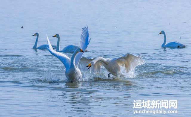 芮城：圣天湖成大天鹅越冬乐园