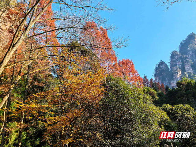 张家界金鞭溪：大雪时节山水织就斑斓画，暖阳里游人醉享秋韵余温