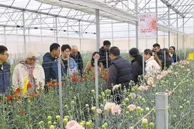 150多个康乃馨新品种壮大马龙“花经济”图片