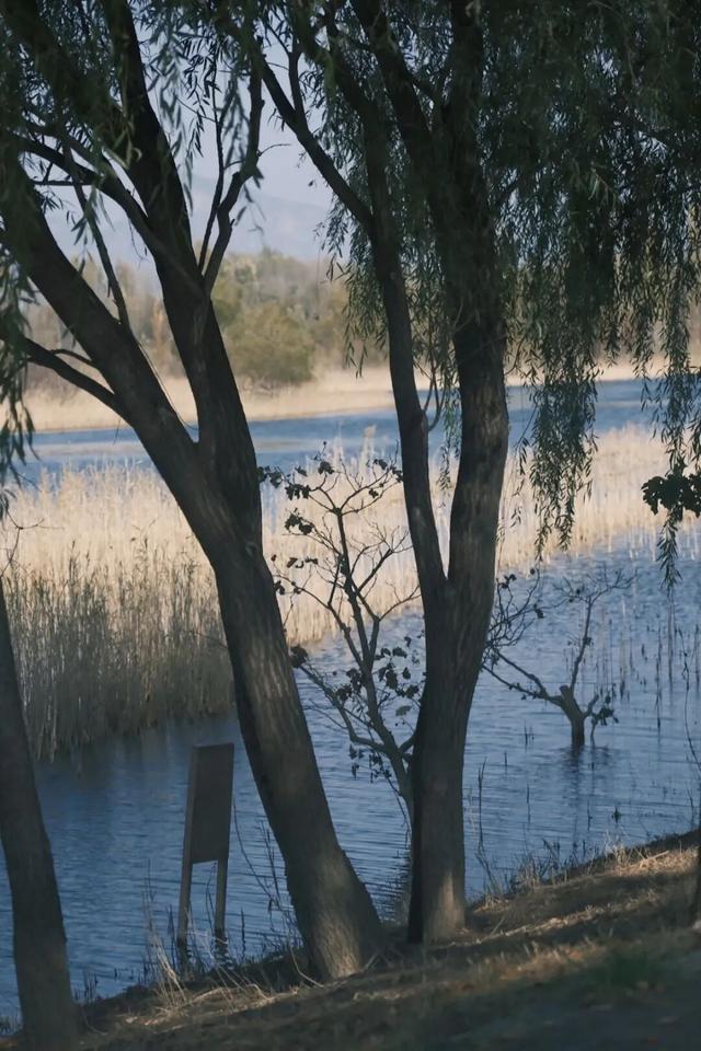 一眼心动！周末邂逅北京芦花漫舞，超有秋日feel~