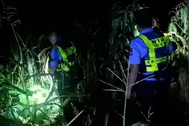 凌晨的边境玉米地出现生猛大龙虾，怎么回事？图片