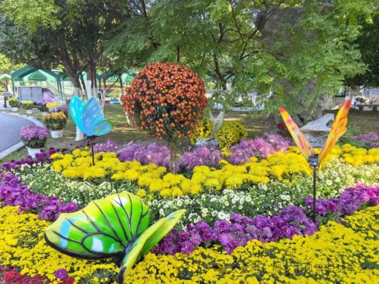 本周末截止！桐乡人，赶紧来打卡这场菊花展