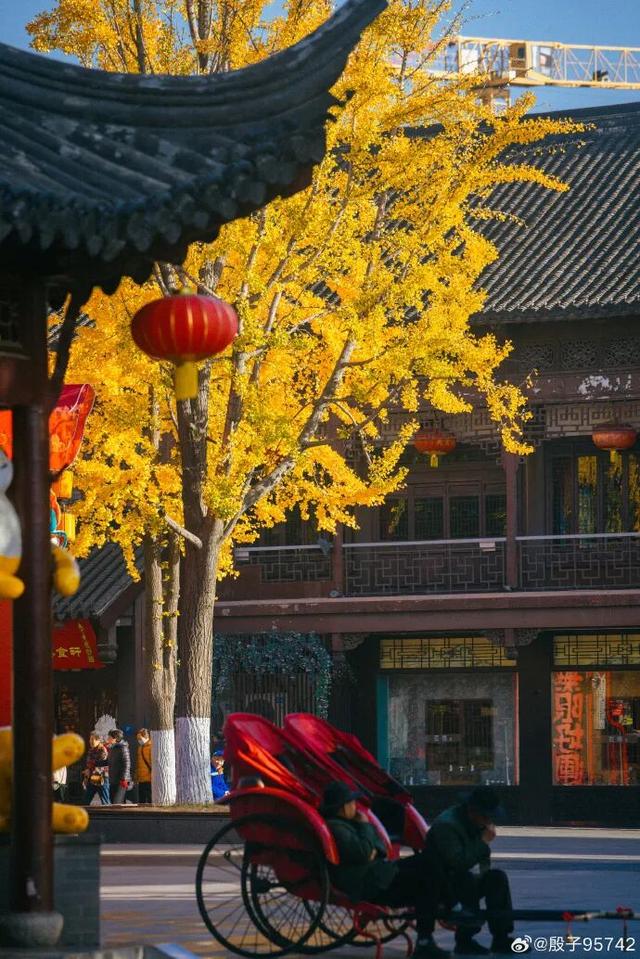 “西红柿炒蛋树”排队？快来秦淮开启“金黄时刻”！