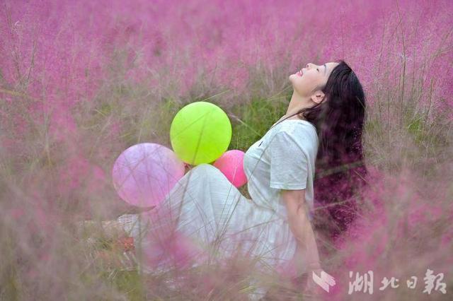 竹山县上庸镇粉黛乱子草丛成热门打卡地