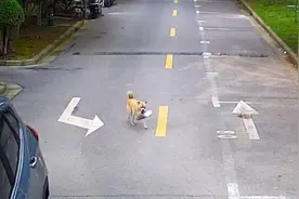 家门口的鞋子连续被盗，咋回事？一只小狗出现了......图片