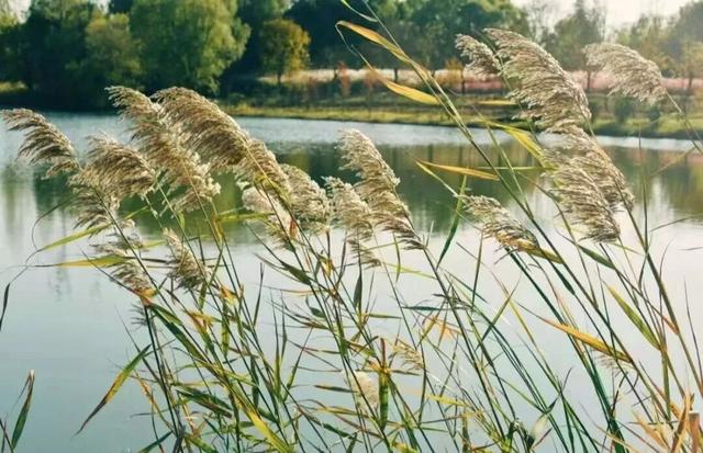 新华社+《国家地理》推荐 快来打卡山东秋景限定款