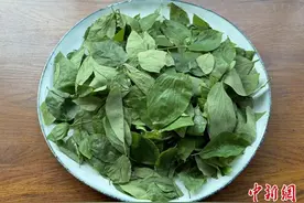 清明潮汕朴籽叶香传乡情图片