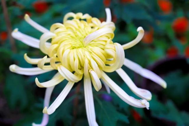 这场秋菊盛会，描绘着福建的千年风雅