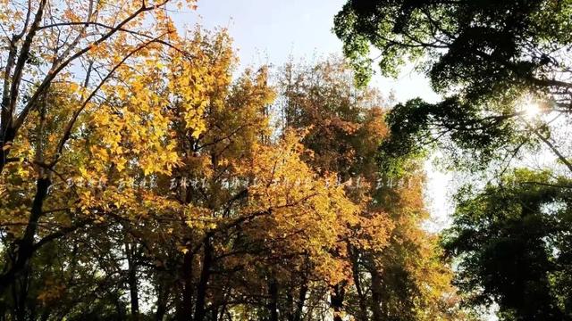 惊艳！玉林冬日的浪漫，藏在这里→