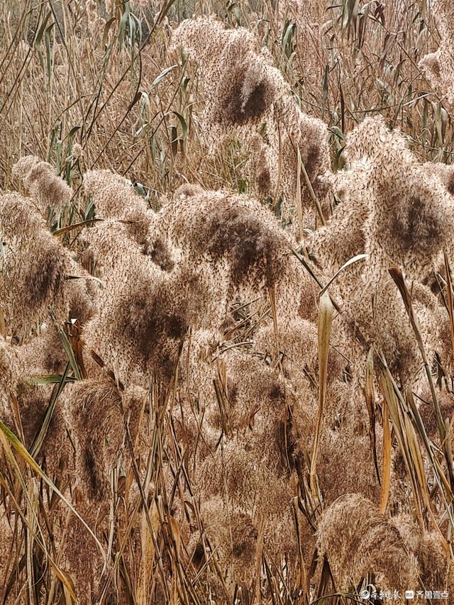 湿地片片芦花开，寒风阵阵景色美