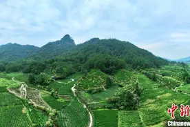 （聚焦中国高质量发展）福建武夷山：茶产业高质量发展图片