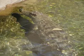 去年惊现香港的鳄鱼，有后续了→图片