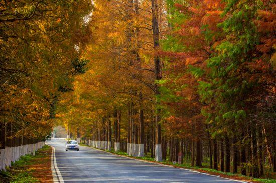 杉杉“红”了！长三角这些地方正上演视觉大秀