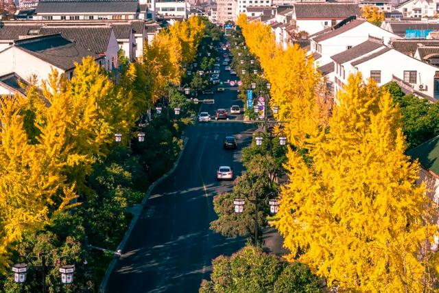 好景成双，来定慧寺巷邂逅小确“杏”