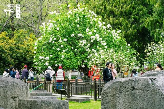 花样秦淮｜绣球花开