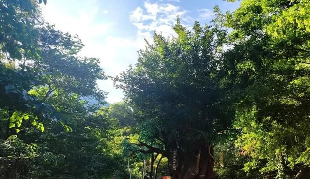 洛阳两家景区，推出门票互免政策！
